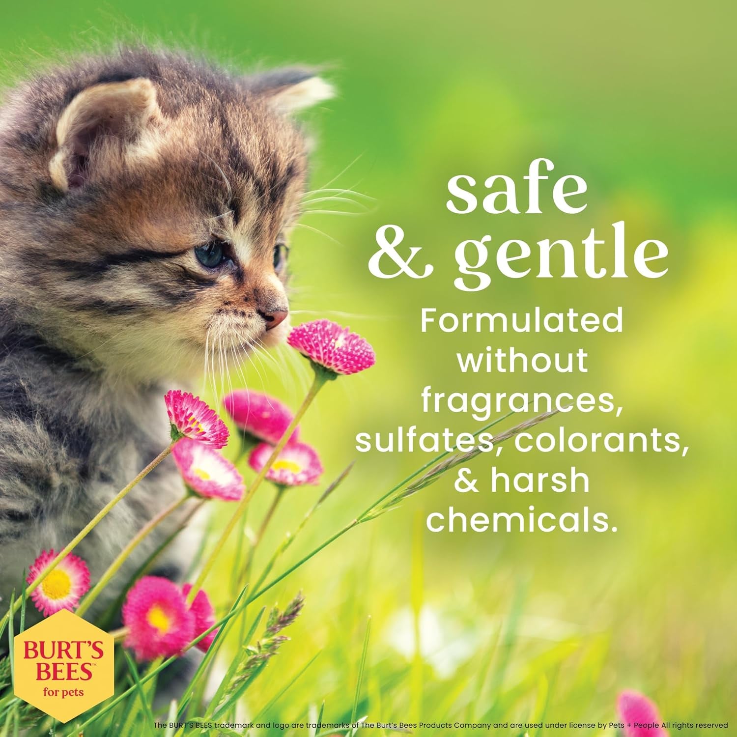 Tearless Kitten Shampoo with Buttermilk and Honey - 99% Natural Gentle Formula for Sensitive and Itchy Skin, pH Balanced and Fragrance-Free, 10 Fl Oz