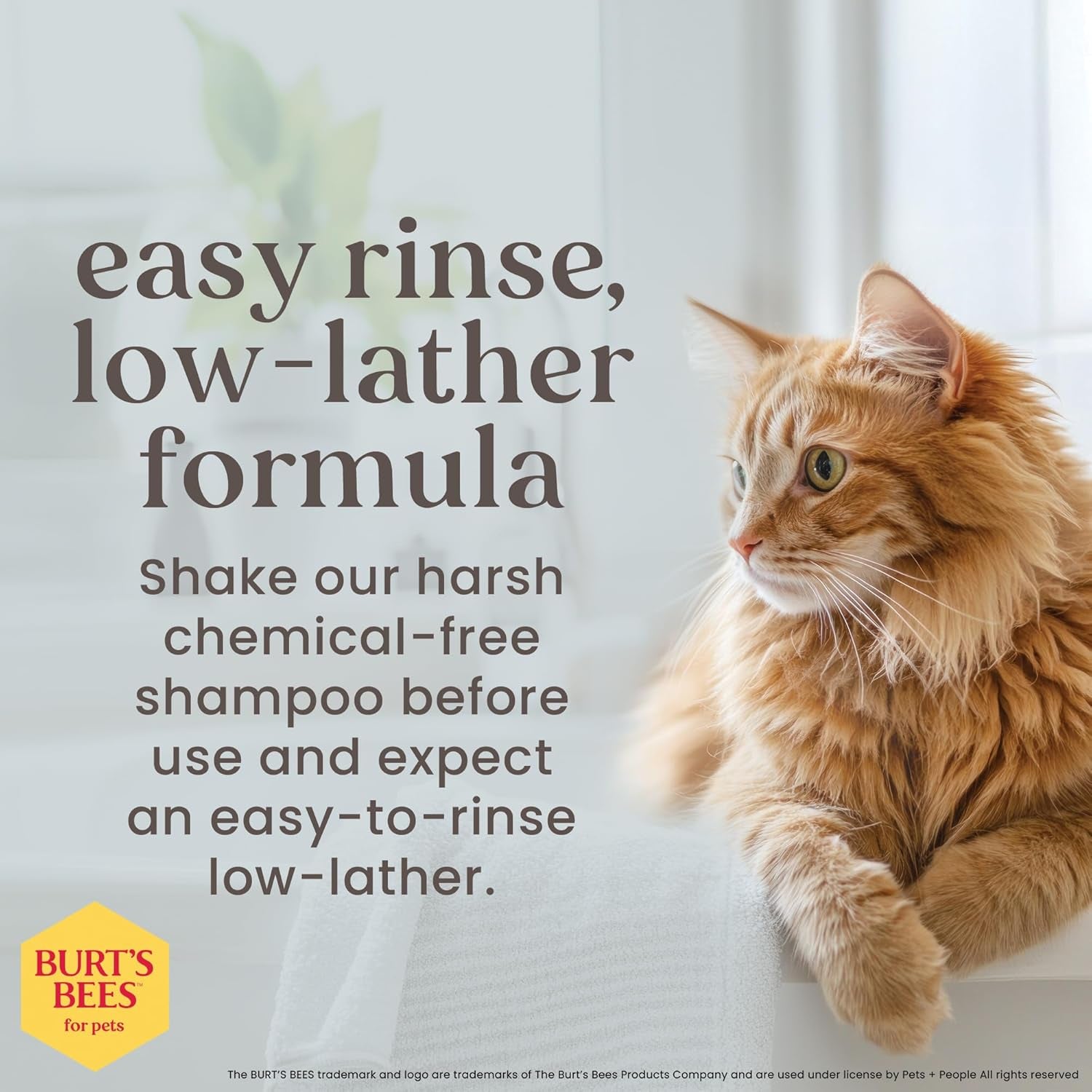 Tearless Kitten Shampoo with Buttermilk and Honey - 99% Natural Gentle Formula for Sensitive and Itchy Skin, pH Balanced and Fragrance-Free, 10 Fl Oz